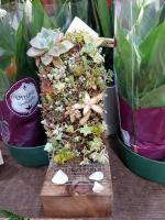 Plantas grasas 2