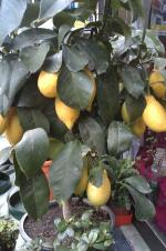 Limonero_1
