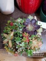 Plantas grasas 1