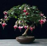 Bonsai